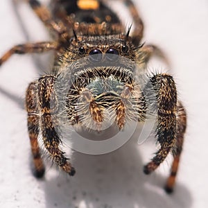 Bold Jumping Spider (Salticidae Phidippus Audax) with iridescent green fangs