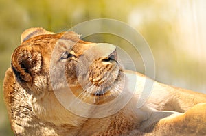 A bold lioness relaxing on sun