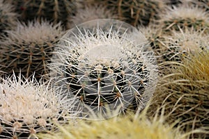 Bold prickly white thorn cactus in grouping