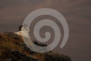 Bold ram stands atop a rocky cliff face, proudly surveying the landscape