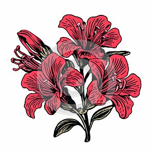 Bold Red Lily Flowers Tattoo Vector With Wood Engraving Style