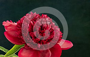 Bold red peony blossom macro, dark green paper canvas or stone background