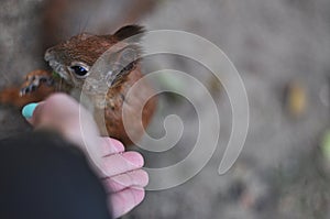 Bold Red Squirrel Approaching Human Hands