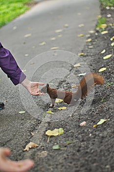 Bold Red Squirrel Approaching Human Hands