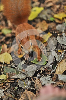 Bold Red Squirrel Approaching Human Hands