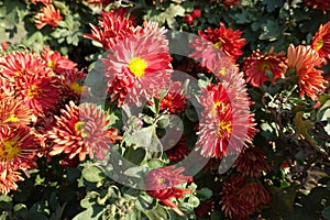 Bold red and yellow flowers of semidouble Chrysanthemums