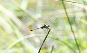 A bold skimmer, Orthetrum stemmale dragonfly in South Africa