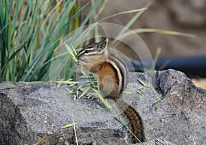 Bold stripes and breakfast. Chipmunk eating grass in Glenwood, WA