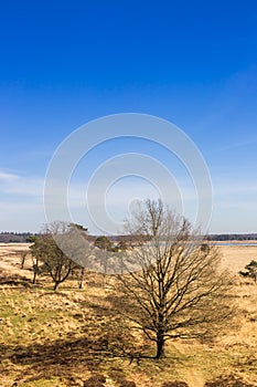 Bold tree on the heather field of Drents-Friese Wold