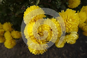 Bold yellow flowers of Chrysanthemums