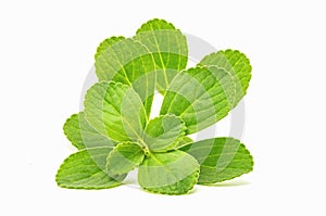 Boldo leaf: green plant called Boldo da Terra