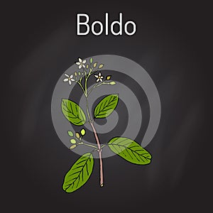Boldo Peumus boldus , culinary and medicinal plant