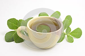 Boldo tea