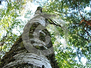 bole of a birch tree close up photo