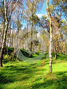 Bole Hill woods, Derbyshire.