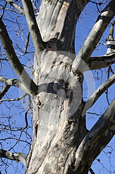 Bole of sycamora tree photo