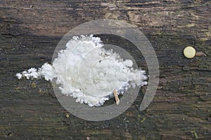 Boletales - Coniophora puteana