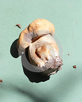 BoletBoletus edulis, known as the Cep, Porcino or Penny-bun Bolete edible mushroomon the green background, from the wood