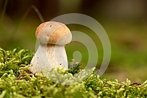 Bolete