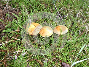 Bolete brown mushroom in the green moss