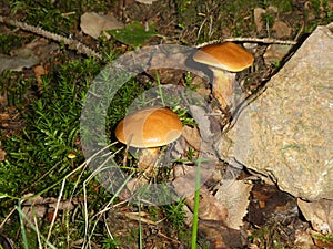 Bolete brown mushroom in the green moss
