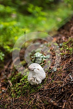 Bolete eater covering porcini mushroom