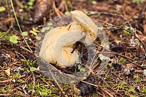 Bolete eater covering a porcini mushroom