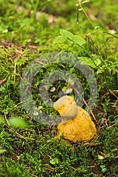 Bolete eater covering porcini mushroom