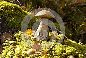 Bolete mushroom