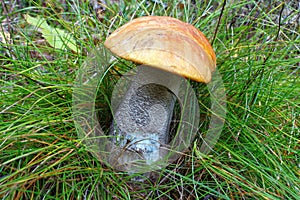 Bolete mushroom photo