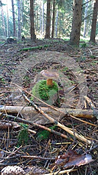Bolete mushroom growing from moss