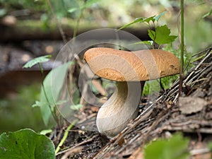 Bolete mushroom growing by stream