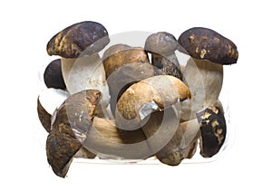 Bolete mushrooms photo