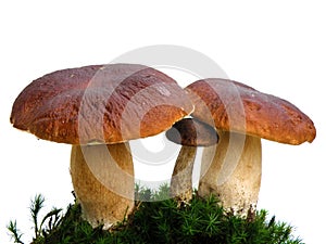 Bolete mushrooms on moss isolated on white photo