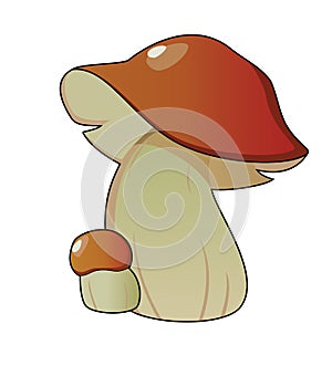 Bolete Mushrooms photo