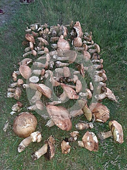 Bolete shrooms 2