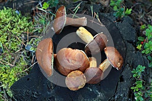 Boletes - Forest mushroom