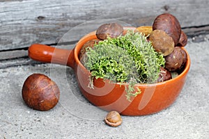 Boletes and moss in terracotta pan