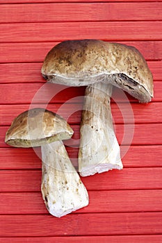 Boletes on red wood