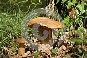 Boletus