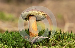 Boletus