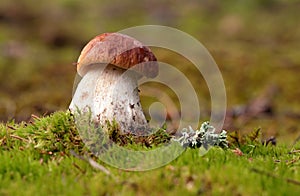 Boletus