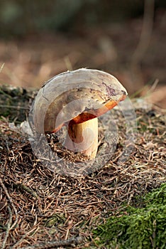 Boletus