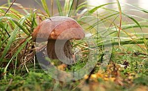 Boletus