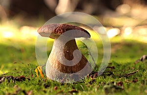 Boletus