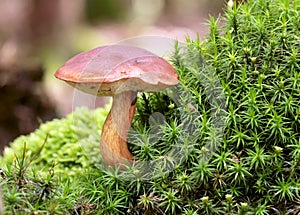 Boletus