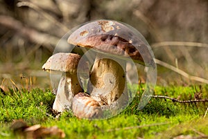 Boletus