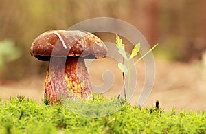 Boletus