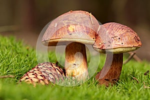 Boletus