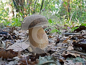 Boletus aereus, aka dark cep or bronze bolete, black porcino edi